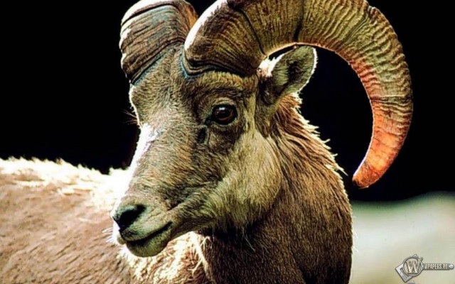 Ram large horns grass head free wallpaper for desktop - medium preview image