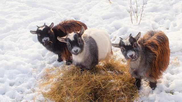 Three goats hay snow winter free wallpaper for desktop - medium preview image