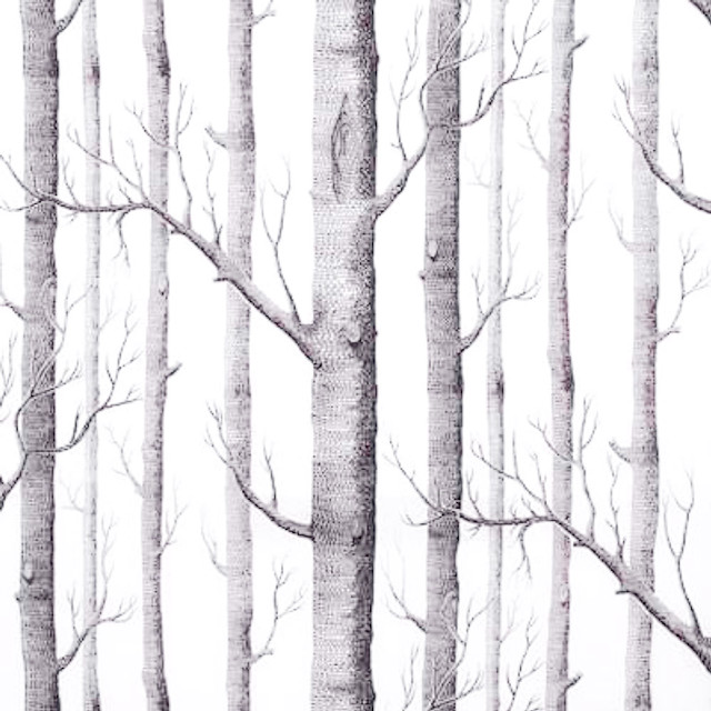 Forest trees bare branches no free wallpaper for tablet - medium preview image