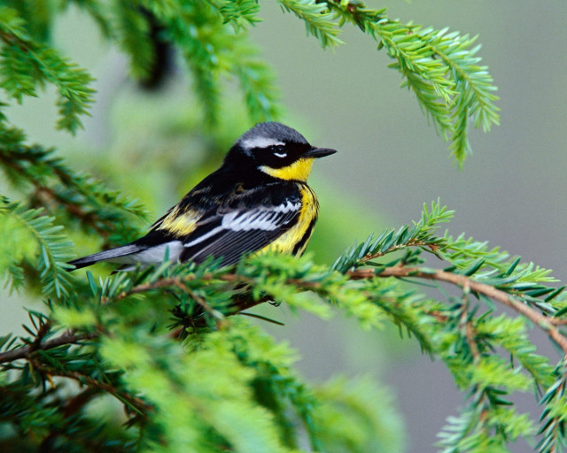 Bird perched branch tree needles free wallpaper for desktop - medium preview image