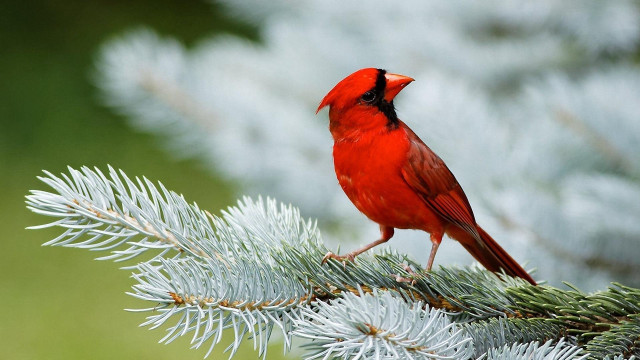 Red bird pine branch needles free wallpaper for desktop - medium preview image