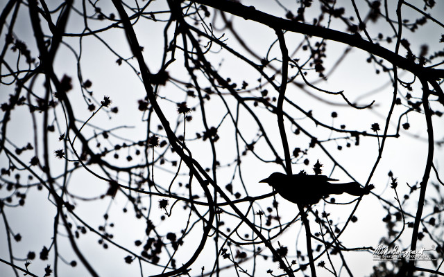 Bird branch tree leaves berries free wallpaper for desktop - medium preview image