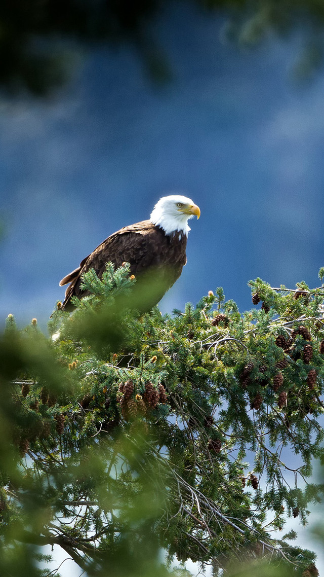 Bald eagle tree branch blue free wallpaper for mobile - medium preview image