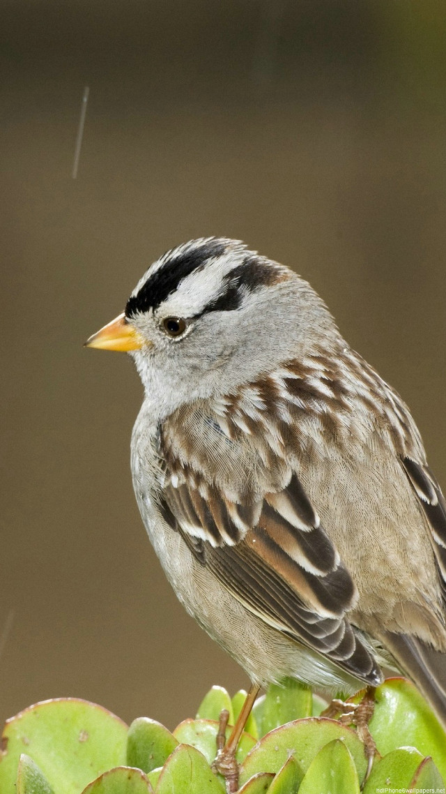 Bird sitting small plant rain free wallpaper for mobile - medium preview image
