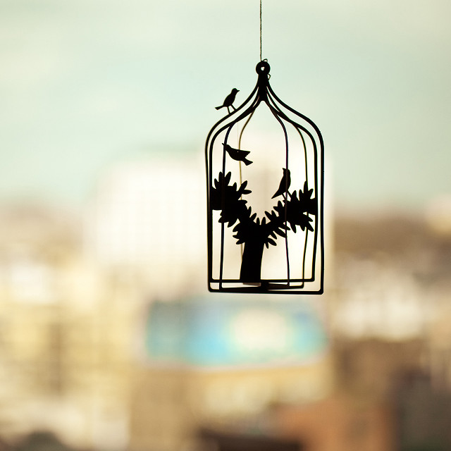 Bird cage wire city tree free wallpaper for tablet - medium preview image