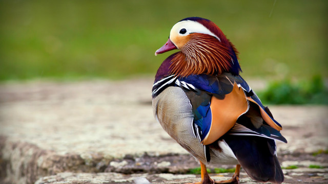 Colorful bird rain rock open free wallpaper for desktop - medium preview image