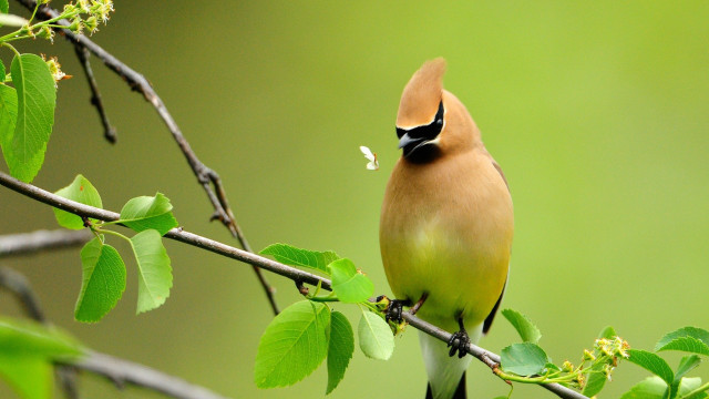 Bird black beak branch leaves free wallpaper for desktop - medium preview image