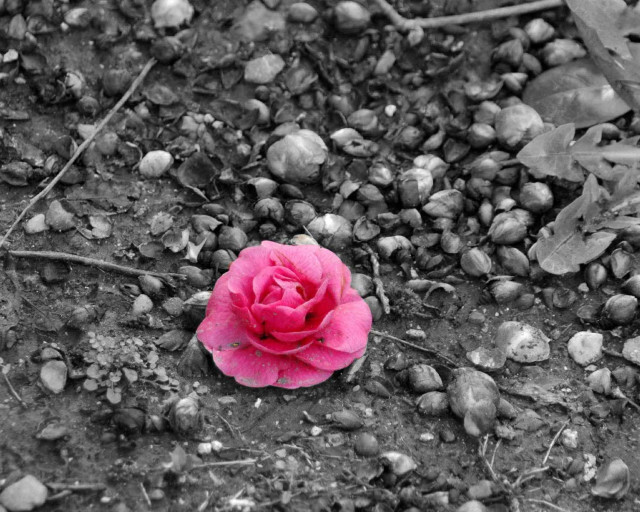 Pink flower dirt rocks gravel free wallpaper for desktop - medium preview image