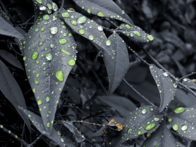 Close up leaf water drops free wallpaper for desktop - medium preview image