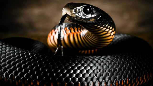 Cobra black orange stripe macro free wallpaper for desktop - medium preview image