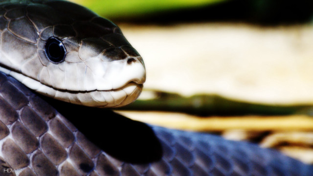 Snake head closeup blurred background free wallpaper for desktop - medium preview image