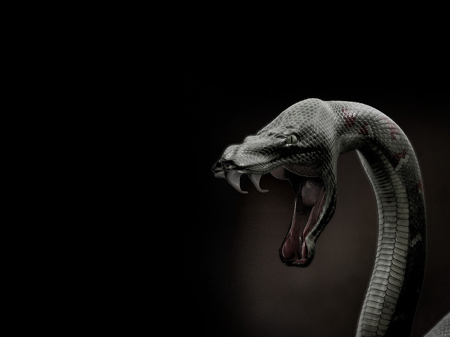 Snake mouth open tongue out #4 free wallpaper for desktop - medium preview image