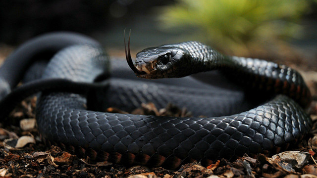 Black snake curled dirt leaves #2 free wallpaper for desktop - medium preview image