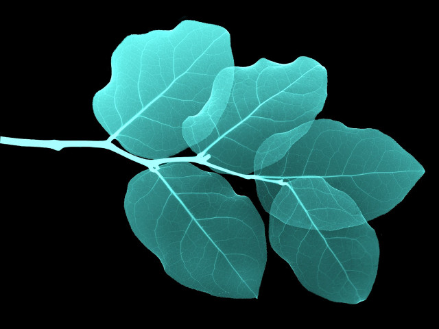 Branch leaves black background blue free wallpaper for desktop - medium preview image