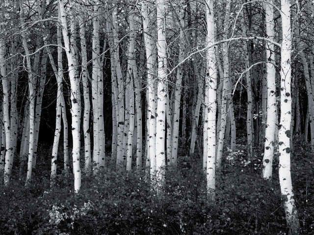 Black white trees grove woods free wallpaper for desktop - medium preview image
