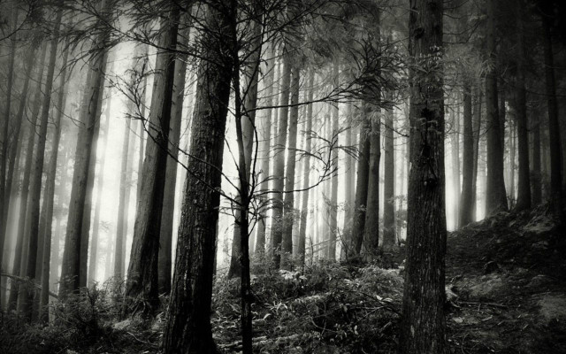 Black white forest fog trail #4 free wallpaper for desktop - medium preview image