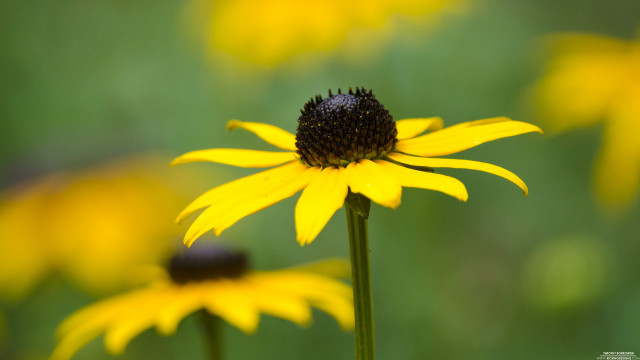 Yellow flower field bokeh macro #7 free wallpaper for desktop - medium preview image