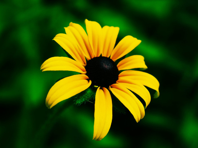 Yellow flower black center green free wallpaper for desktop - medium preview image