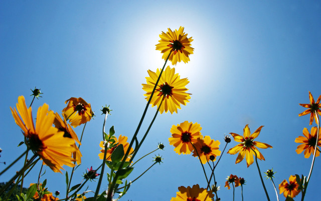 Yellow flowers sun blue sky #2 free wallpaper for desktop - medium preview image