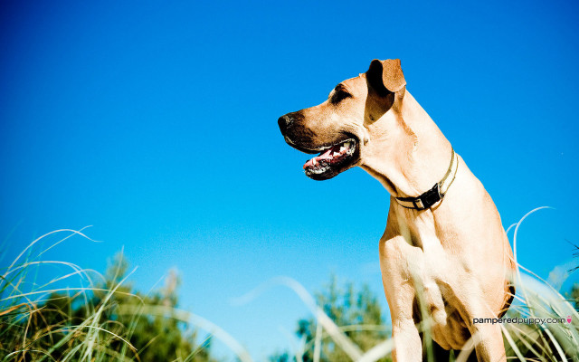 Dog standing tall grass tongue free wallpaper for desktop - medium preview image