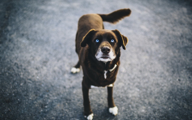 Dog blue eyes white spot free wallpaper for desktop - medium preview image