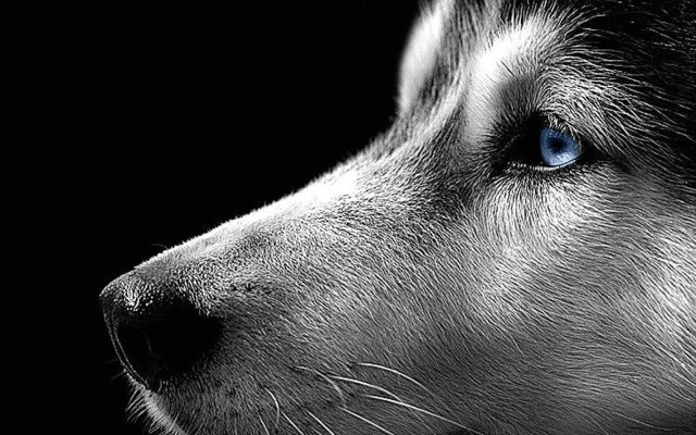 Dog blue eyes furry black free wallpaper for desktop - medium preview image