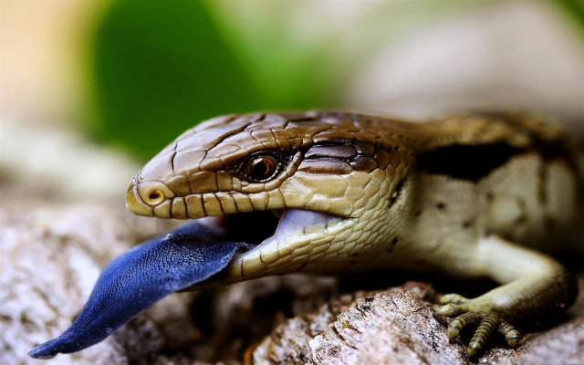 Blue tongue lizard rock leaves free wallpaper for desktop - medium preview image