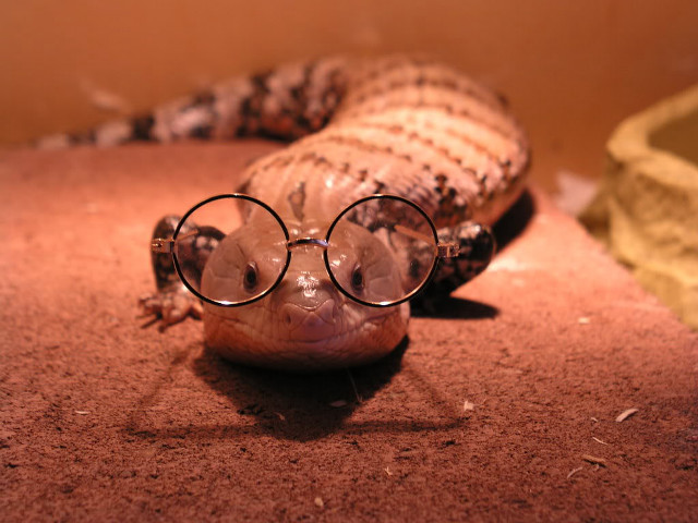 Lizard glasses laying ground head free wallpaper for desktop - medium preview image