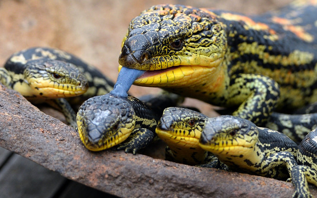 Lizard closeup eating background foreground free wallpaper for desktop - medium preview image