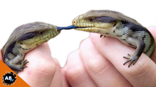 Two small lizards blue stick free wallpaper for desktop - medium preview image