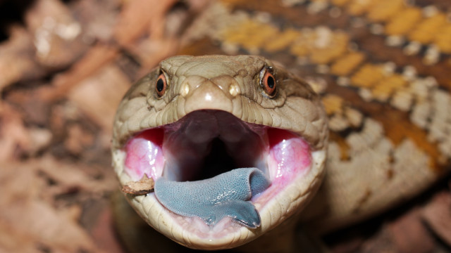 Snake mouth open tongue out #5 free wallpaper for desktop - medium preview image