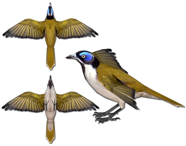 Bird wings spread owl parrot free wallpaper for desktop - medium preview image