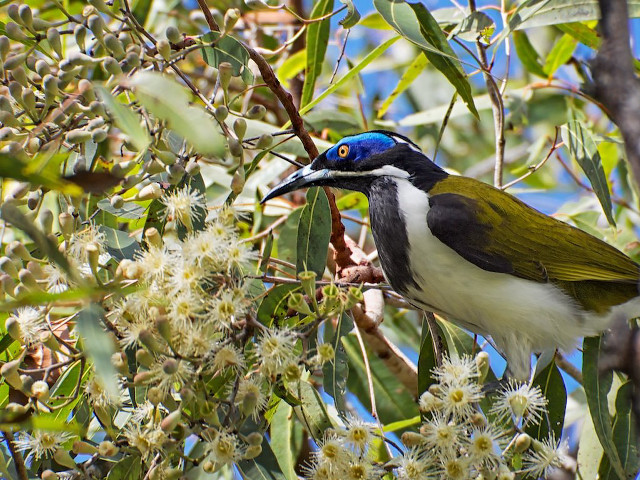 Bird perched branch tree white free wallpaper for desktop - medium preview image