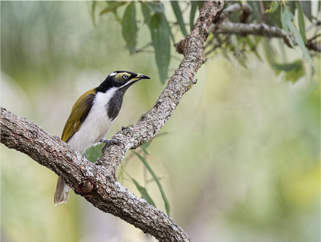 Bird branch forest green leaves #2 free wallpaper for desktop - medium preview image