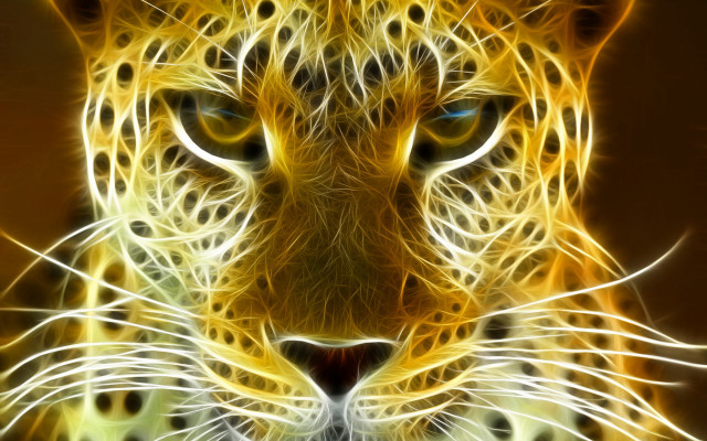 Leopard face blue eyes yellow free wallpaper for desktop - medium preview image