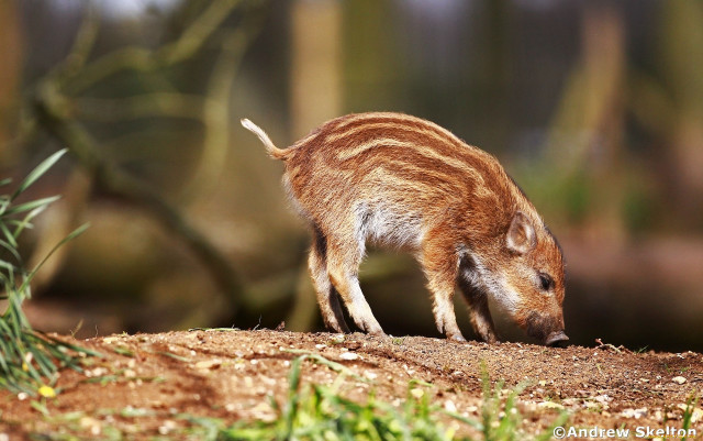 Wild boar eating grass forest free wallpaper for desktop - medium preview image