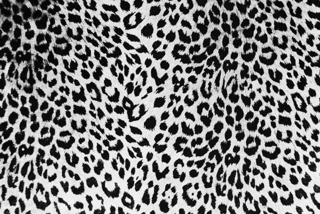 Black white animal print fabric free wallpaper for desktop - medium preview image