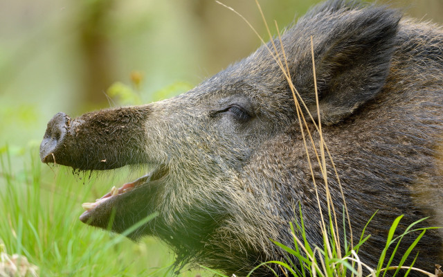 Wild boar chewing grass woods free wallpaper for desktop - medium preview image