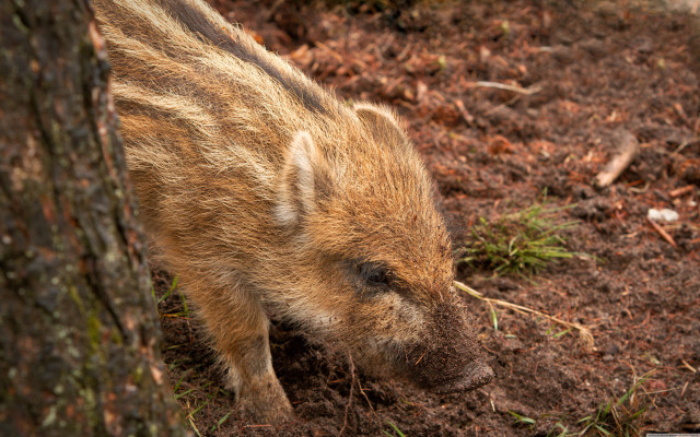Small pig digging dirt tree free wallpaper for desktop - medium preview image