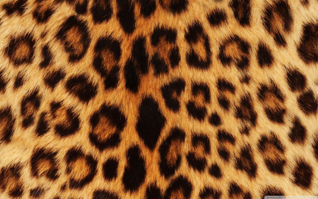 Leopard print cell phone case free wallpaper for desktop - medium preview image
