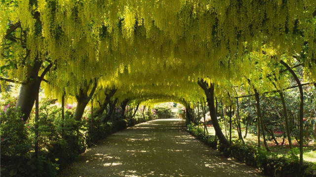 Walkway trees flowers park area free wallpaper for desktop - medium preview image