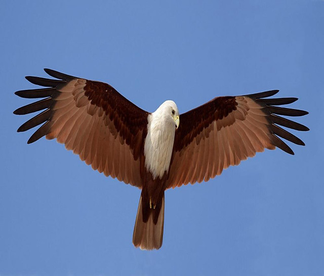 Eagle spread wings blue sky free wallpaper for desktop - medium preview image