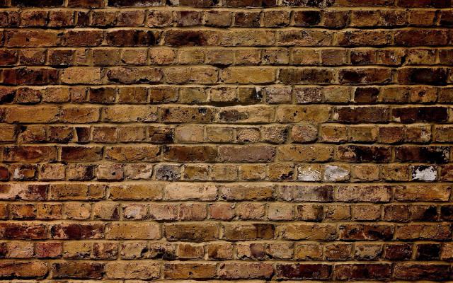 Brick wall white cat sitting free wallpaper for desktop - medium preview image