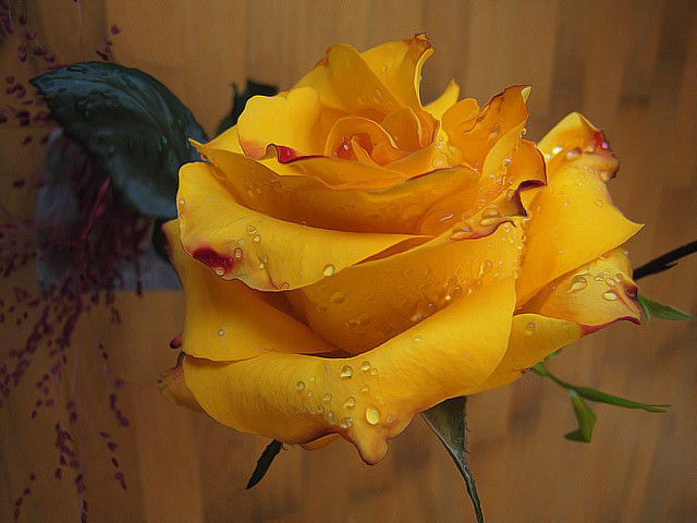 Yellow rose water droplets wooden free wallpaper for desktop - medium preview image