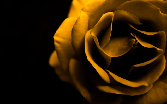 Yellow rose black background yellow free wallpaper for desktop - medium preview image