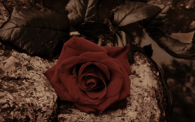 Red rose rock leaves branch free wallpaper for desktop - medium preview image
