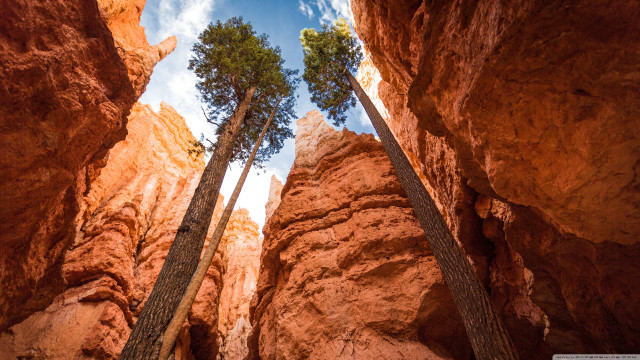 Trees dirt rocks sunny day free wallpaper for desktop - medium preview image