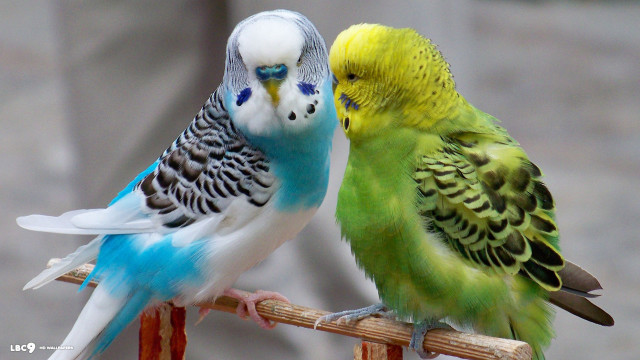 Colorful birds sitting wooden perch free wallpaper for desktop - medium preview image