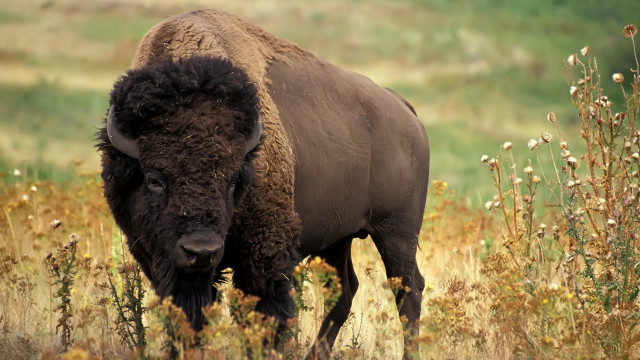 Bison tallgrass flower field nature free wallpaper for desktop - medium preview image