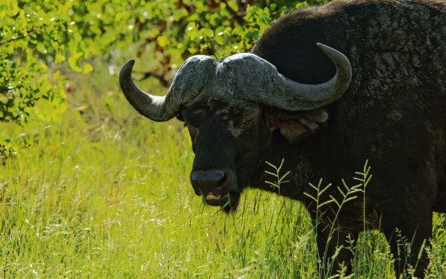 Bull large horns field tall free wallpaper for desktop - medium preview image